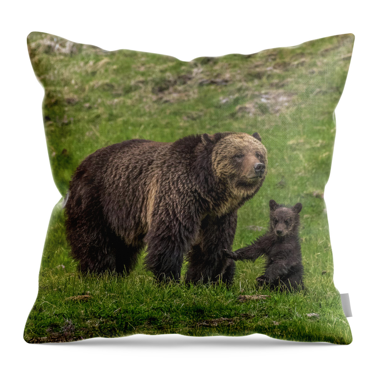 Beryl Springs Grizzly Sow Throw Pillow featuring the photograph Mama Just Don't Move by Yeates Photography