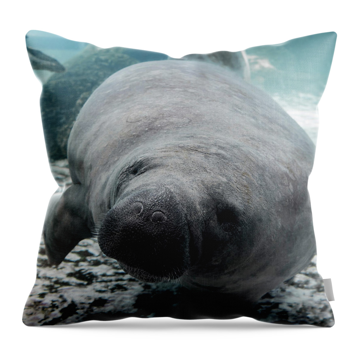 Manatee Throw Pillow featuring the photograph Manatee by Tracy Winter