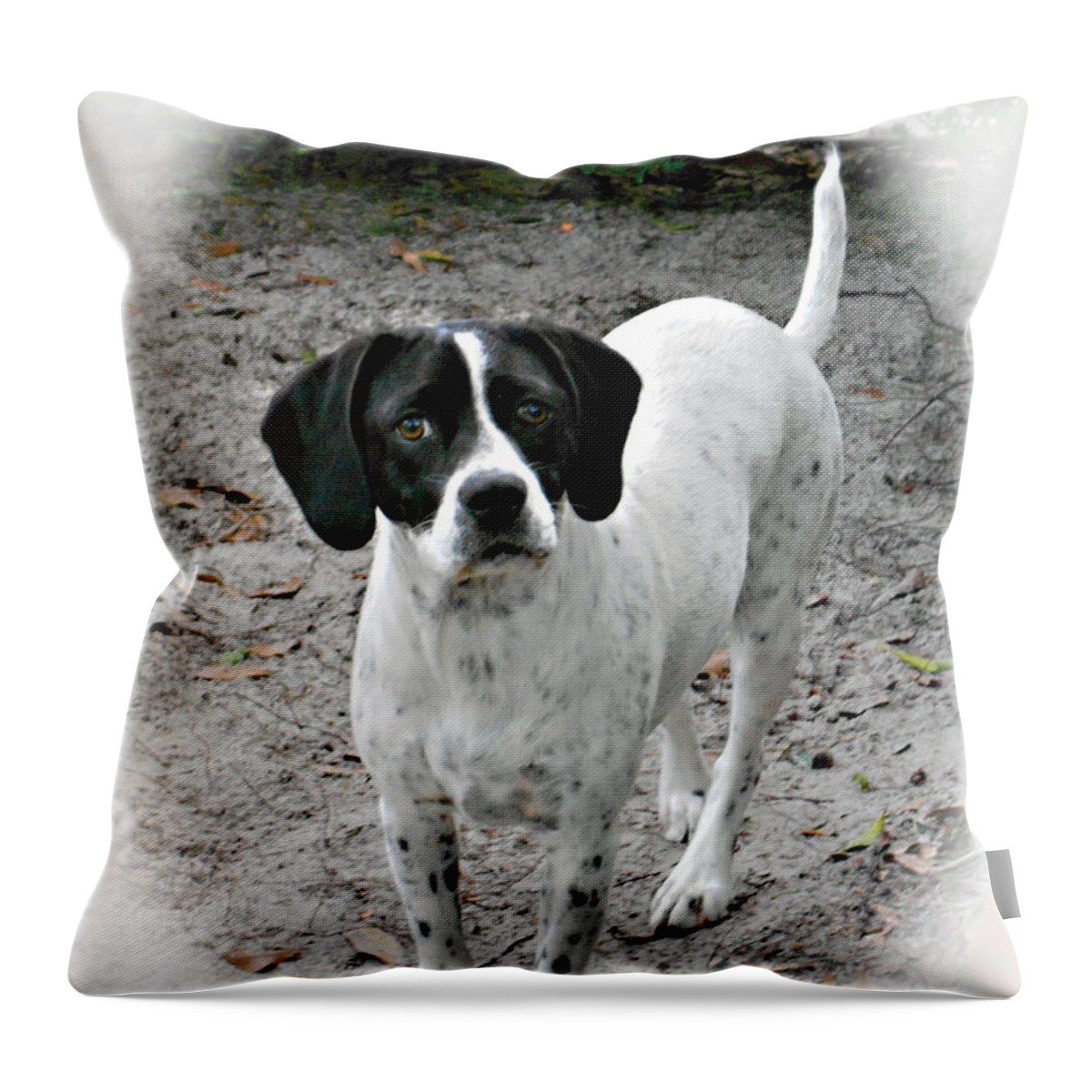 Pet Throw Pillow featuring the photograph Mancha by Bob Johnson