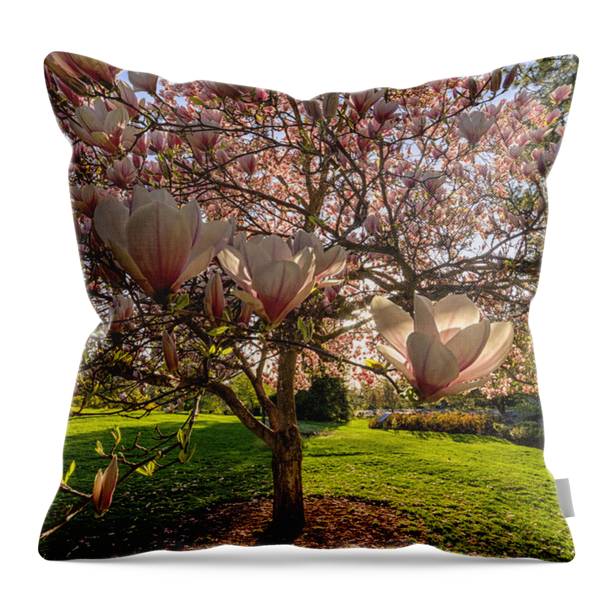 Chinese Magnolia Tree Throw Pillow featuring the photograph Manito Magnolia in Bloom by Mark Kiver