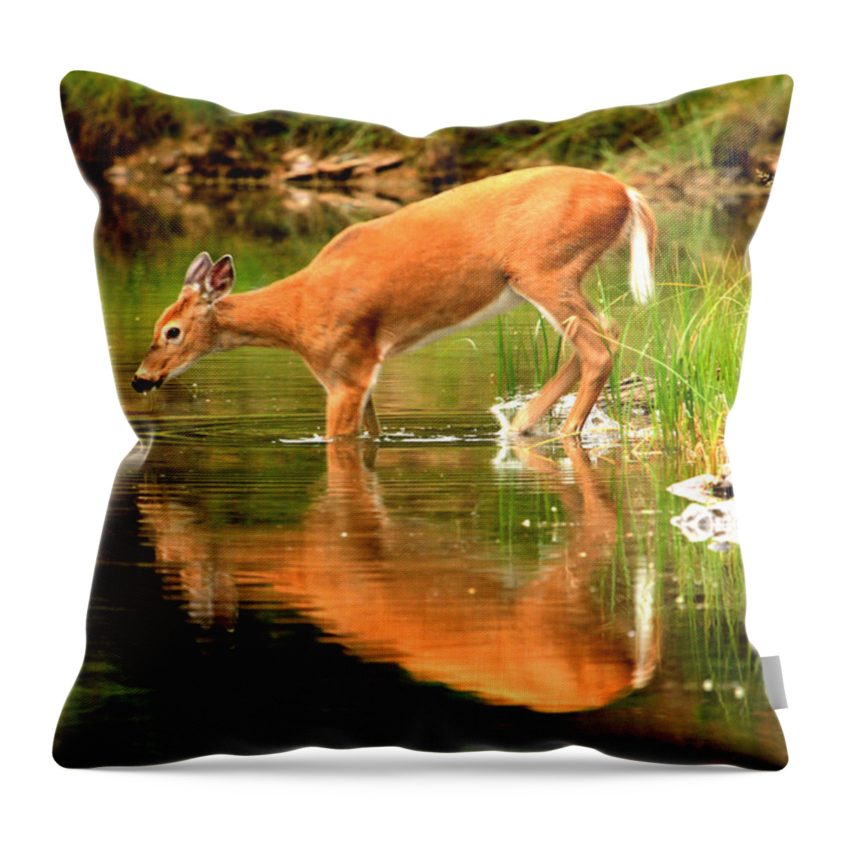Deer Throw Pillow featuring the photograph Eating Off The Bottom Of Fishercap by Adam Jewell