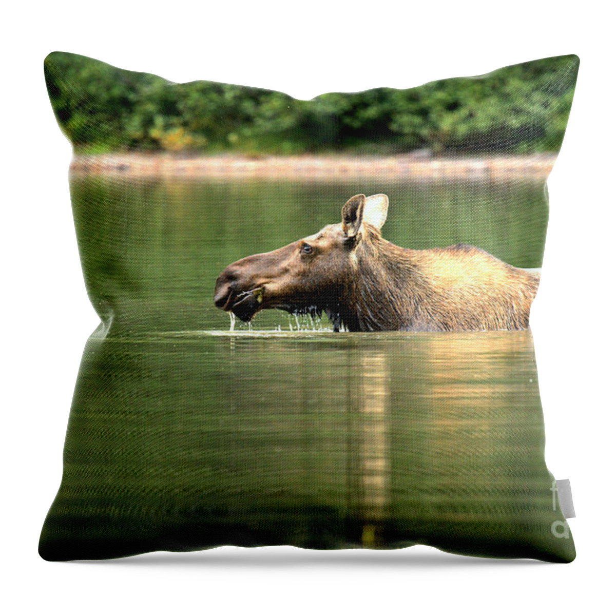  Throw Pillow featuring the photograph Many Glacier Moose 8 by Adam Jewell