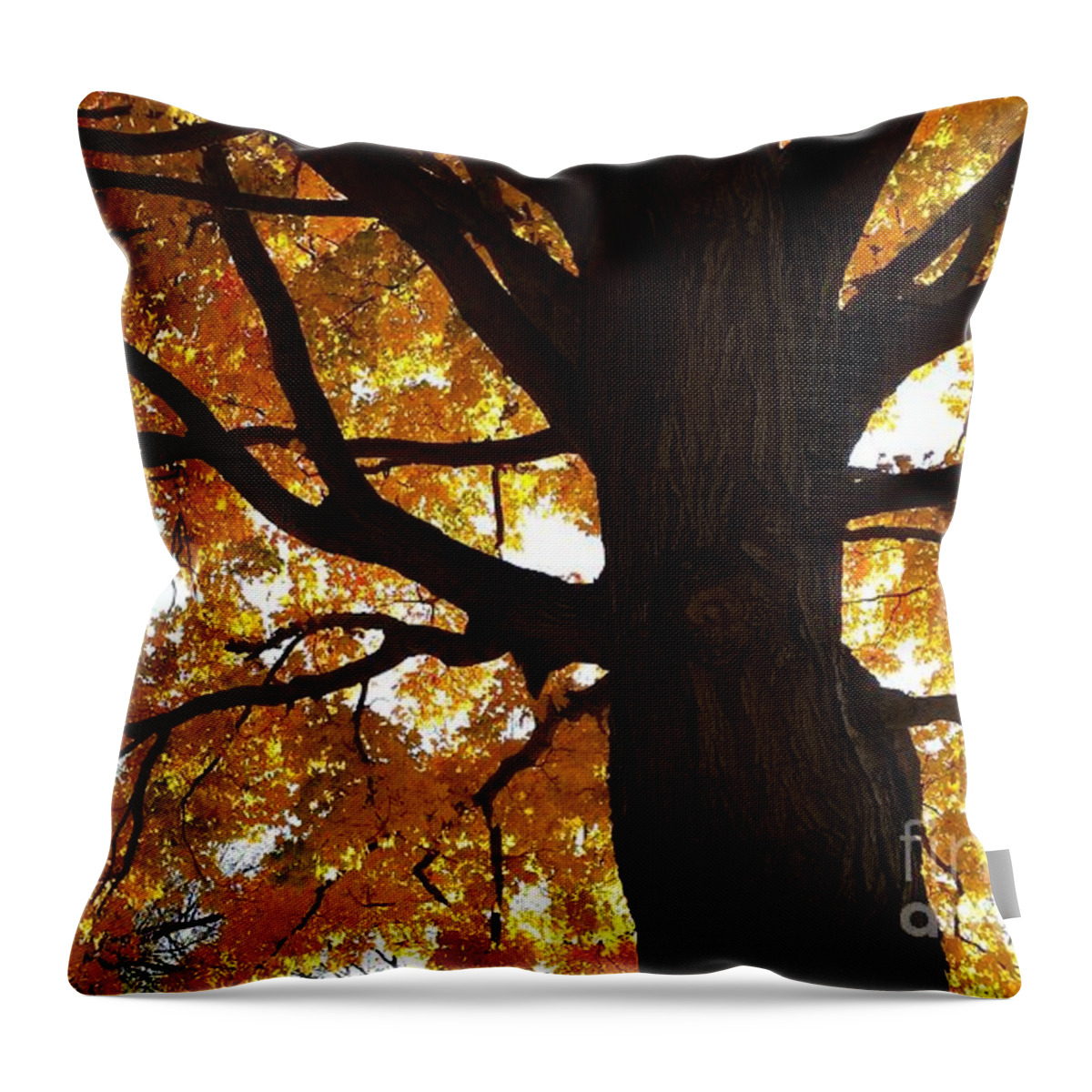 Maple At Griggs Throw Pillow featuring the photograph Maple At Griggs by Paddy Shaffer