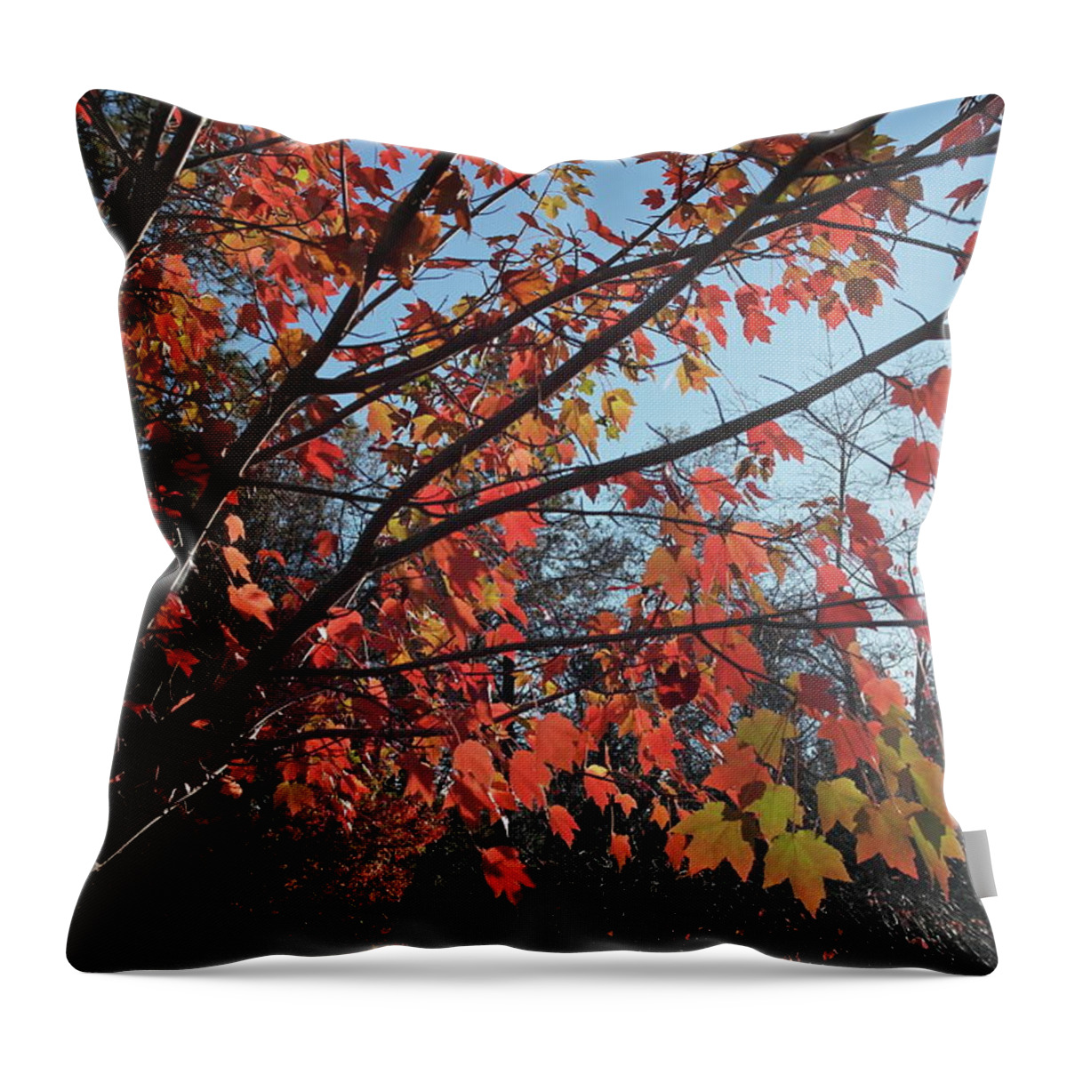 Bille Park Throw Pillow featuring the photograph Maple Evening Illuminations by Michele Myers