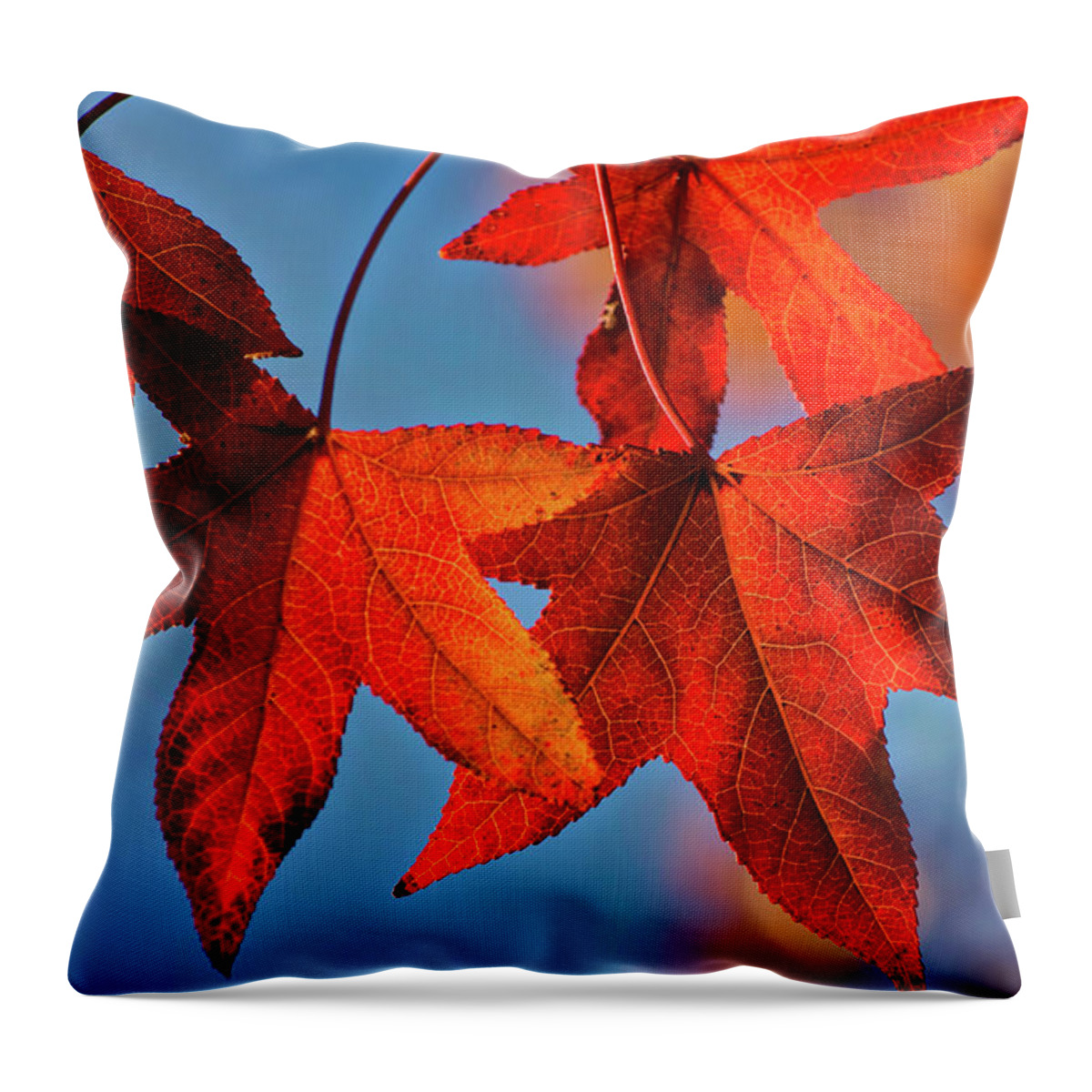 Foliage Throw Pillow featuring the photograph Maple Leaves in the Fall by Stephen Anderson