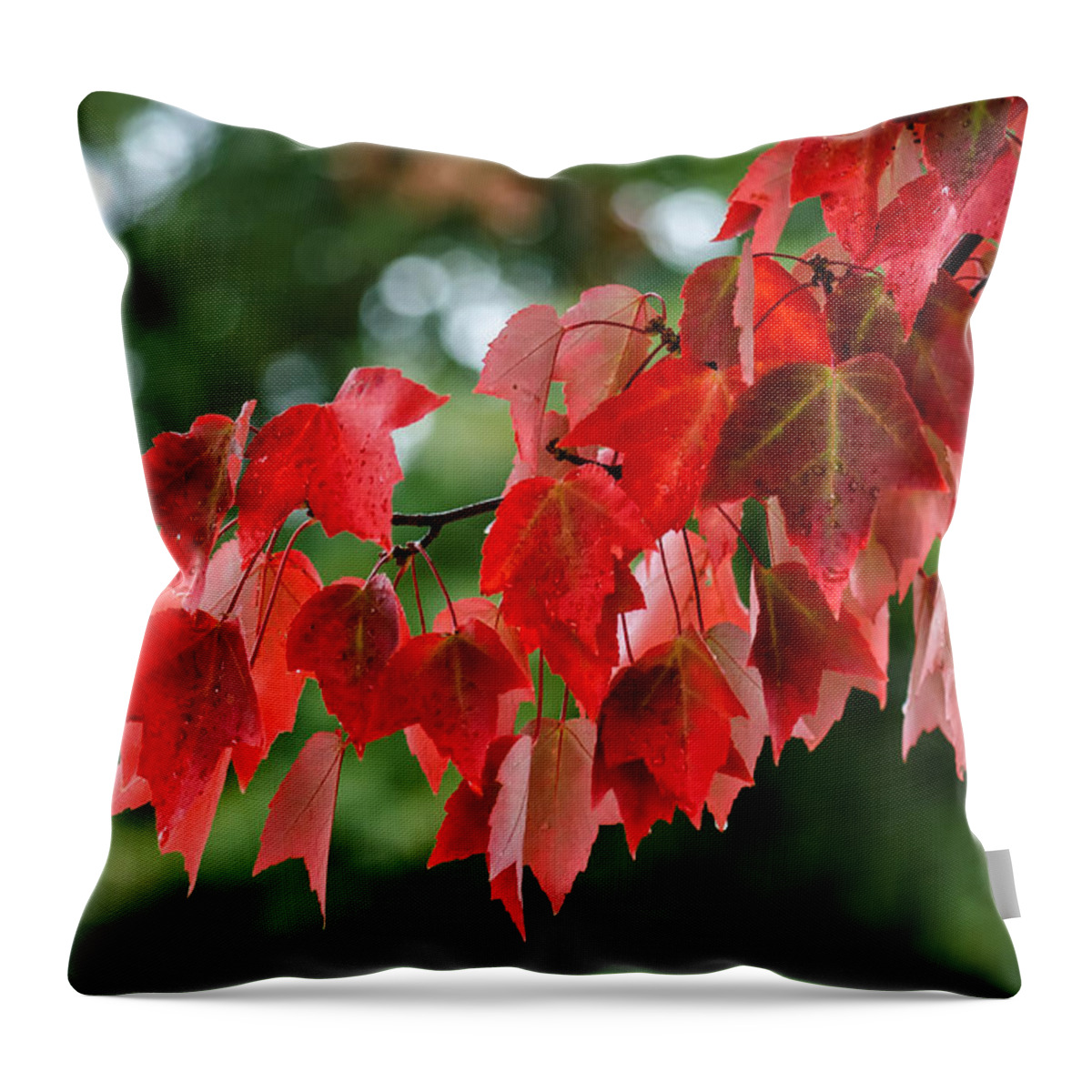 Maple Throw Pillow featuring the photograph Maple Red by James Barber