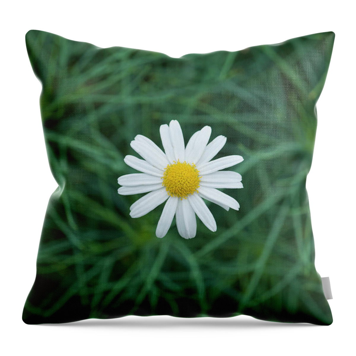Argyranthemum Gracile Chelsea Girl Throw Pillow featuring the photograph Marguerite Chelsea Girl Flower by Tim Gainey