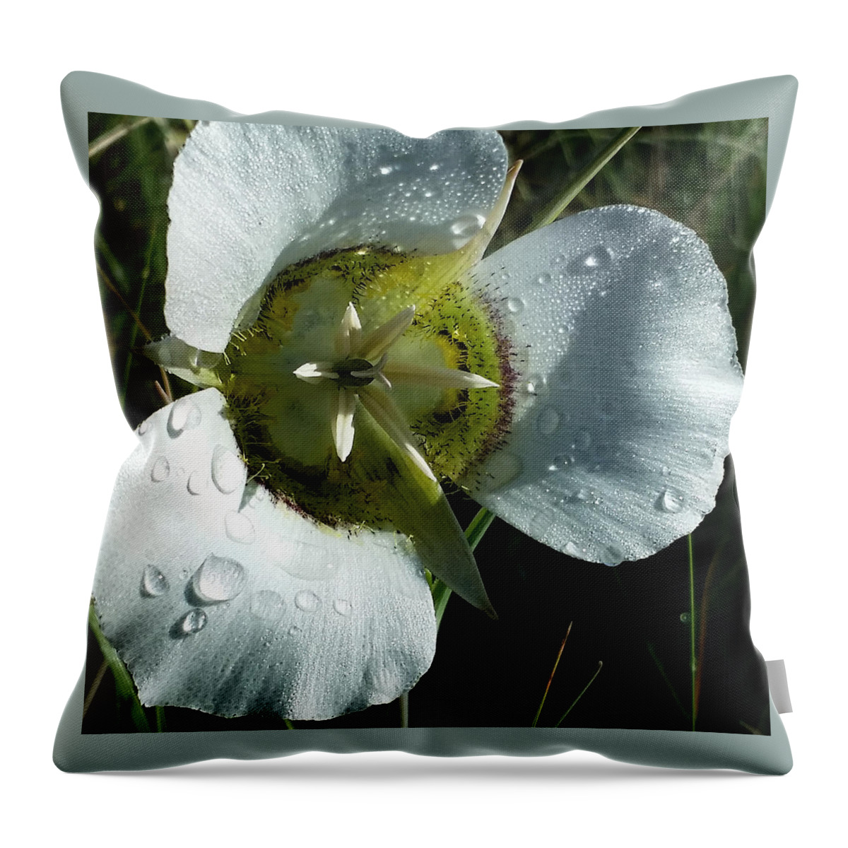Dew Throw Pillow featuring the photograph Mariposa Dew 2 Rocky Mountain Meadow by Laura Davis