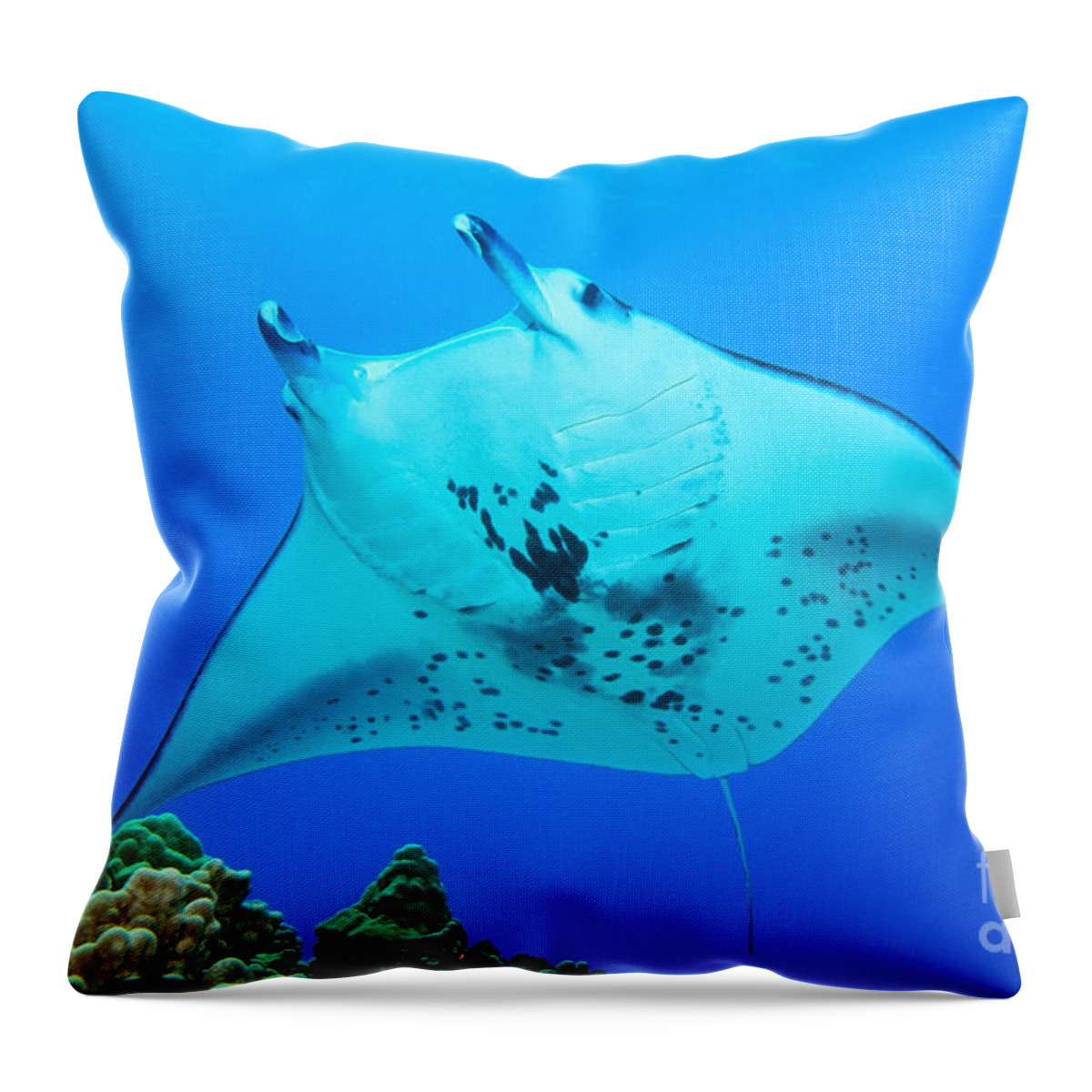 Manta Ray Throw Pillow featuring the photograph Freckles by Aaron Whittemore
