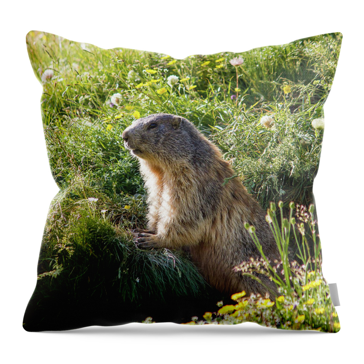 Marmot Throw Pillow featuring the photograph Marmot by Paul MAURICE