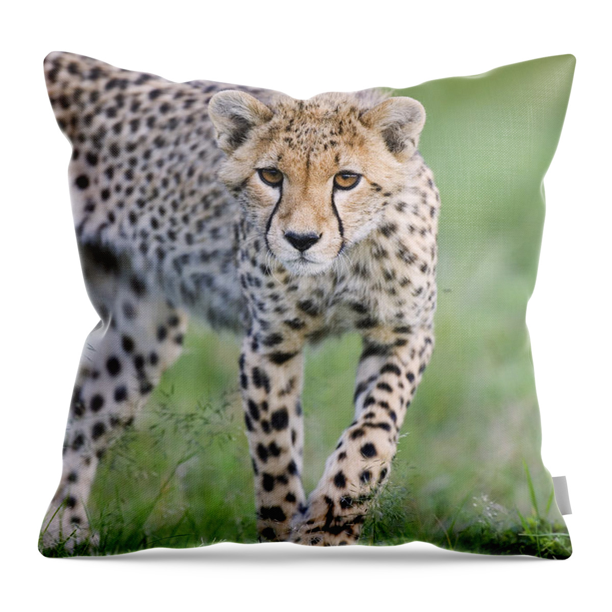 00761688 Throw Pillow featuring the photograph Masai Mara Cheetah Cub by Suzi Eszterhas