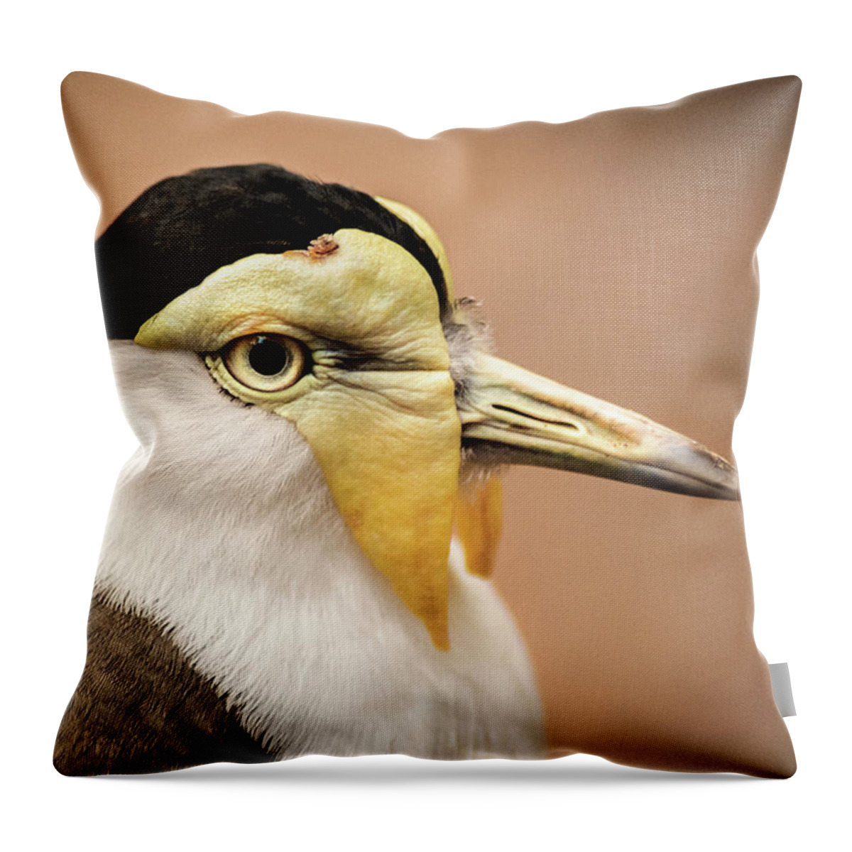 Bird Throw Pillow featuring the photograph Masked Lapwing by Don Johnson