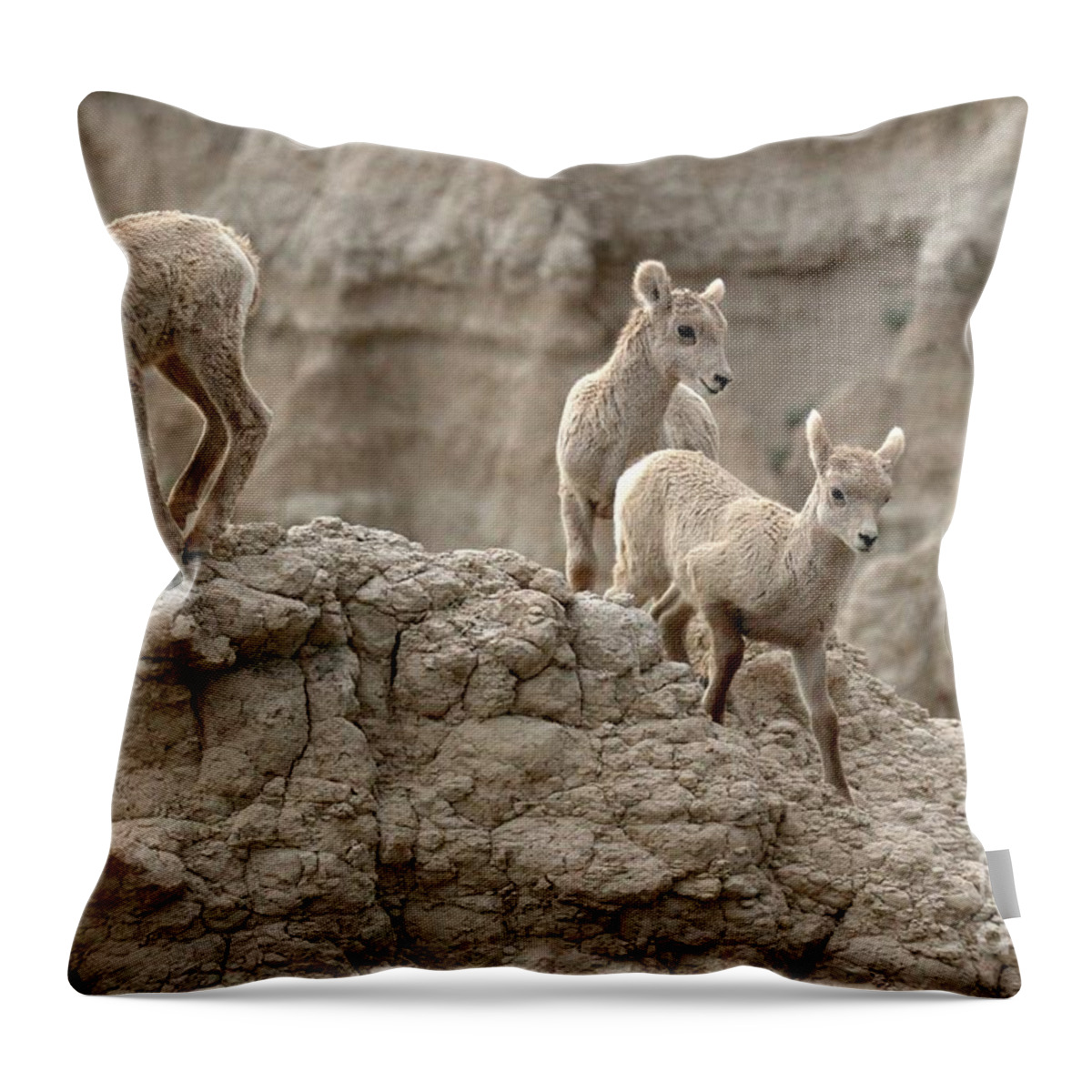 Big Horn Sheep Throw Pillow featuring the photograph Masters Of The Badlands by Adam Jewell