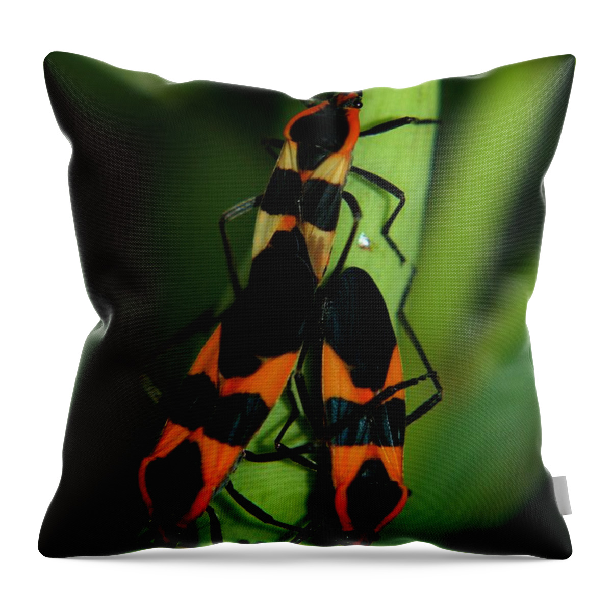 Milkweed Throw Pillow featuring the photograph Mating Milkweed Bugs by April Wietrecki Green