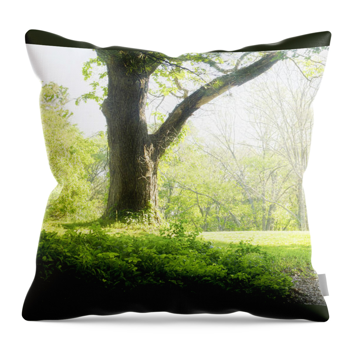 Tree Throw Pillow featuring the photograph Maudslay State Park 2 by Rick Mosher