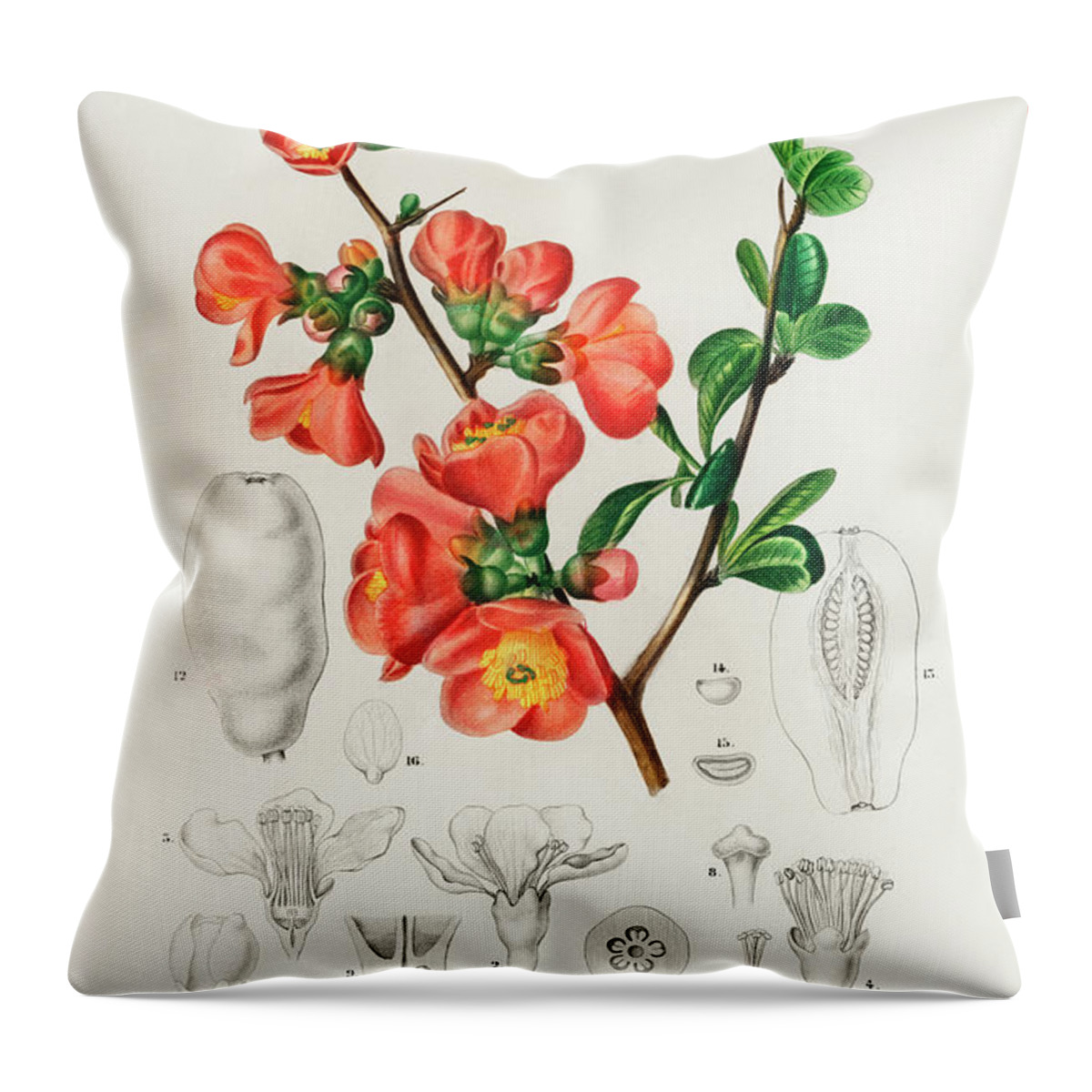 Vintage Throw Pillow featuring the painting Maules quince - Cydonia japonica illustrated by Charles Dessalines by Vincent Monozlay