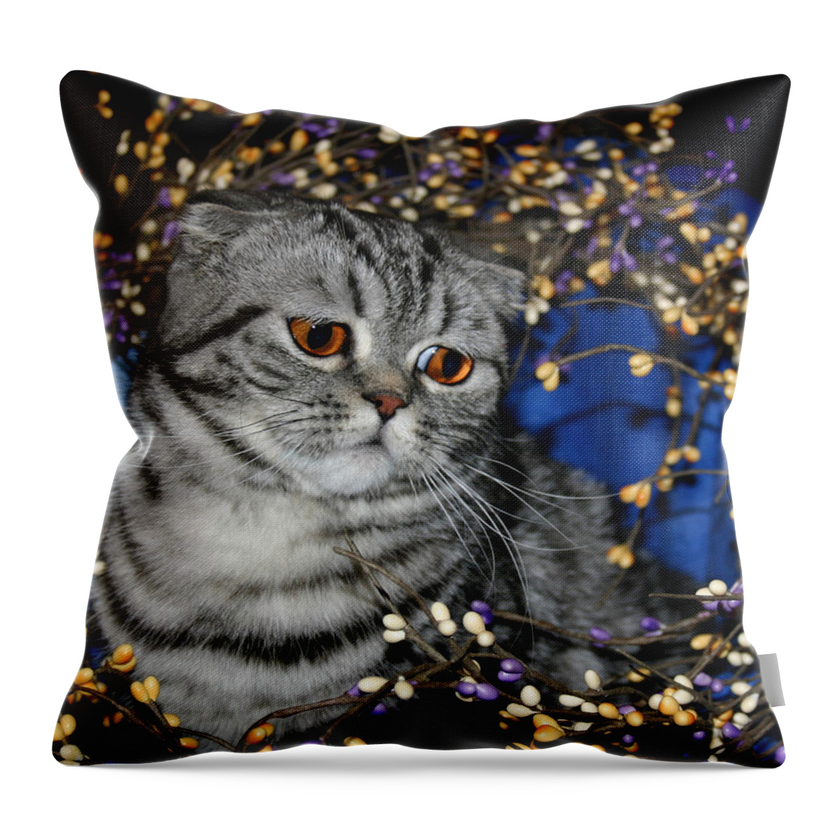 Scottish Fold Throw Pillow featuring the pyrography May 2005 by Robert Morin