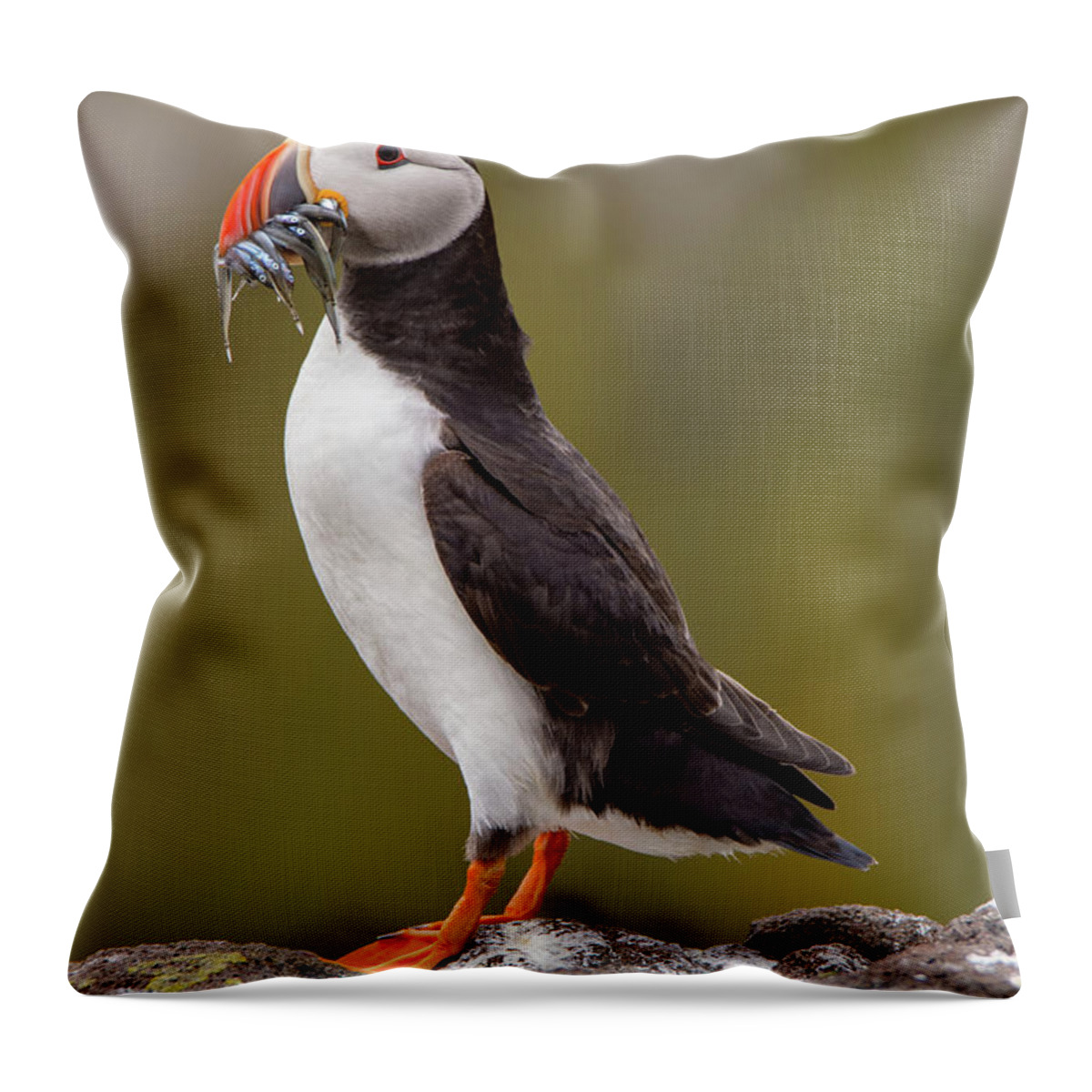 Puffin Throw Pillow featuring the photograph May Puffin by Kuni Photography