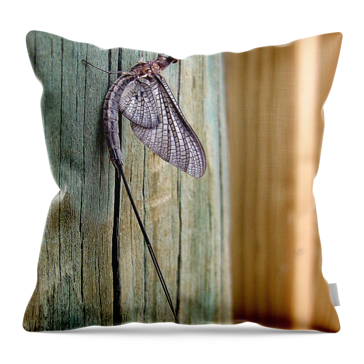 Macro Photography Throw Pillow featuring the photograph Mayfly 001 by Christopher Mercer
