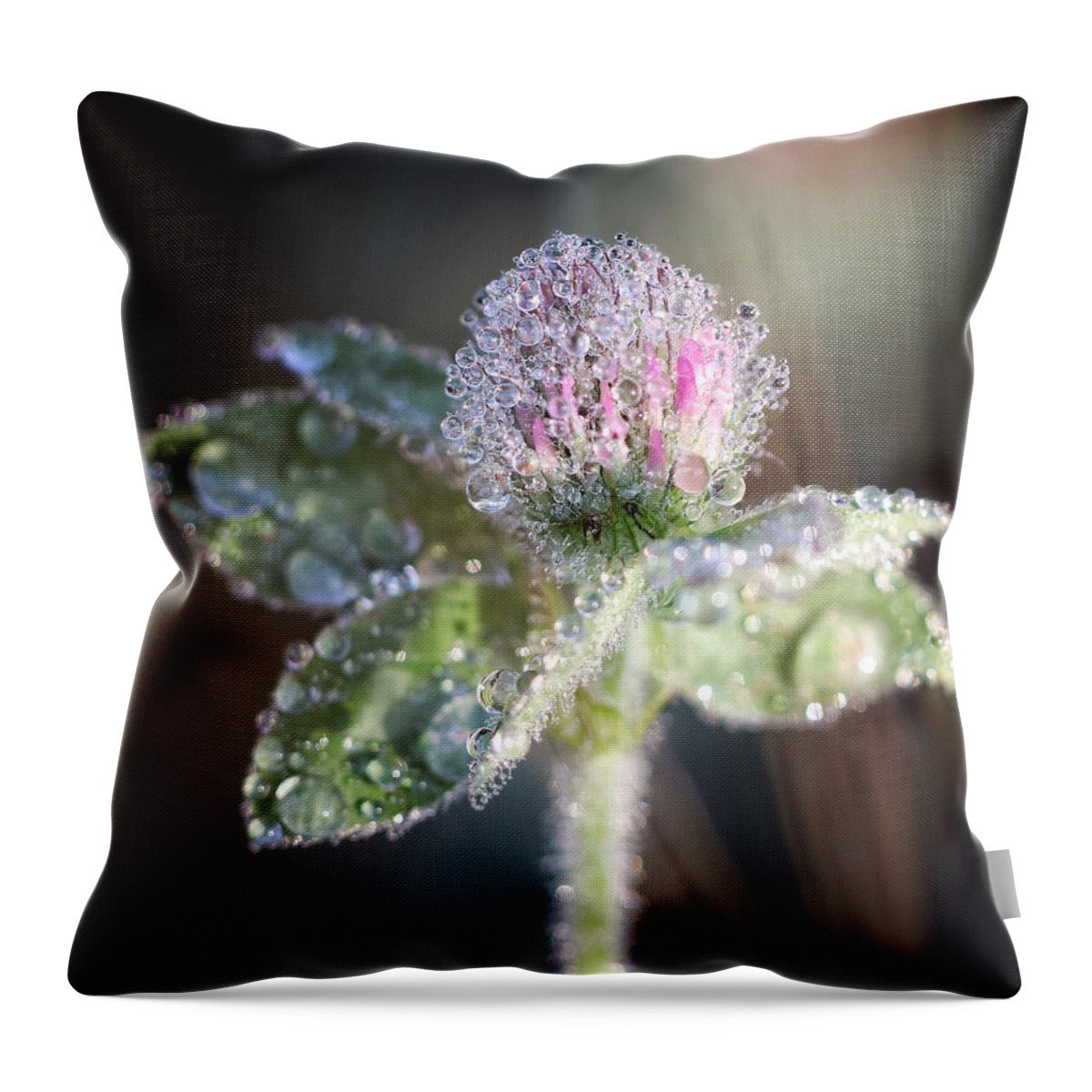 Flower Throw Pillow featuring the photograph Dew on Clover by Alisa Smith Williams