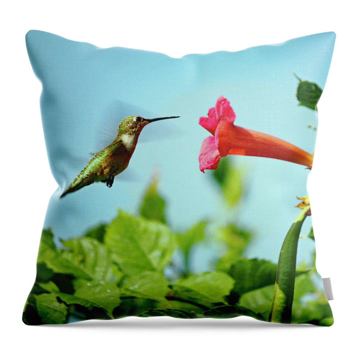 Hummingbird Throw Pillow featuring the photograph Me and My Trumpet by Diane Lindon Coy