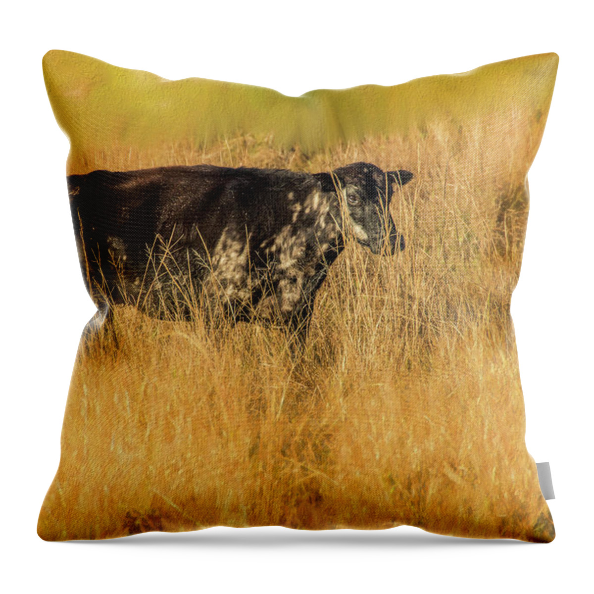 Okeechobee Trip Throw Pillow featuring the photograph Meadow Bovine by Richard Goldman