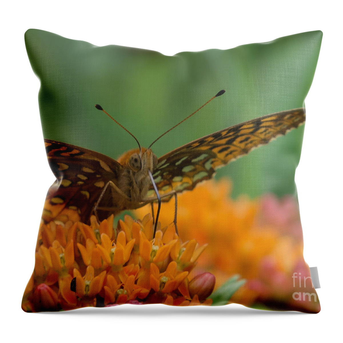 Insects Throw Pillow featuring the photograph Meal for One by Lili Feinstein