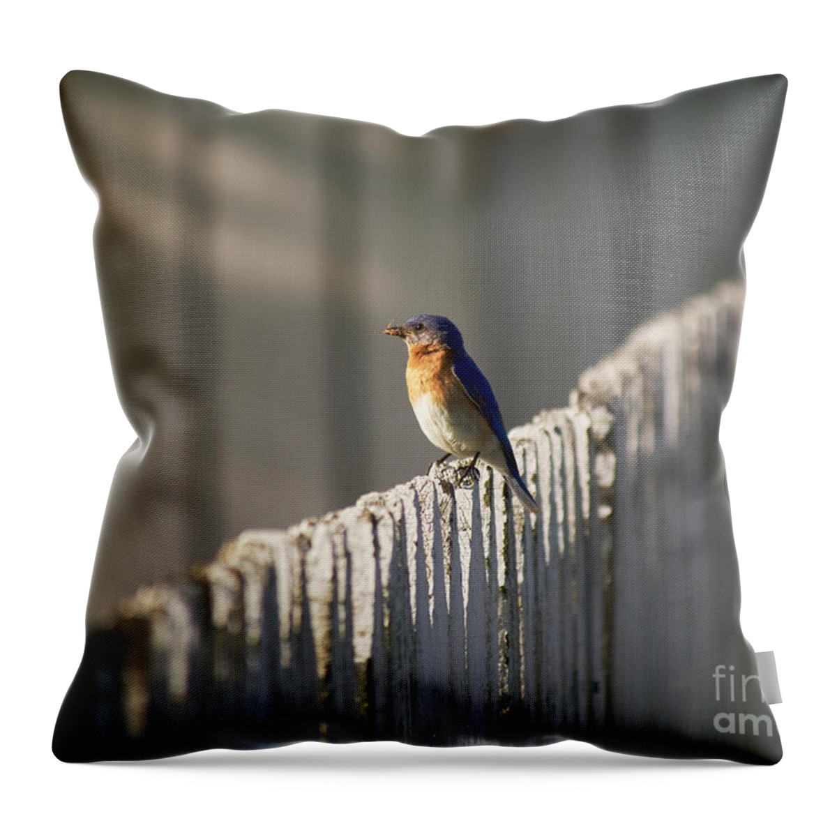 Bluebird Throw Pillow featuring the photograph Mealtime by Rachel Morrison