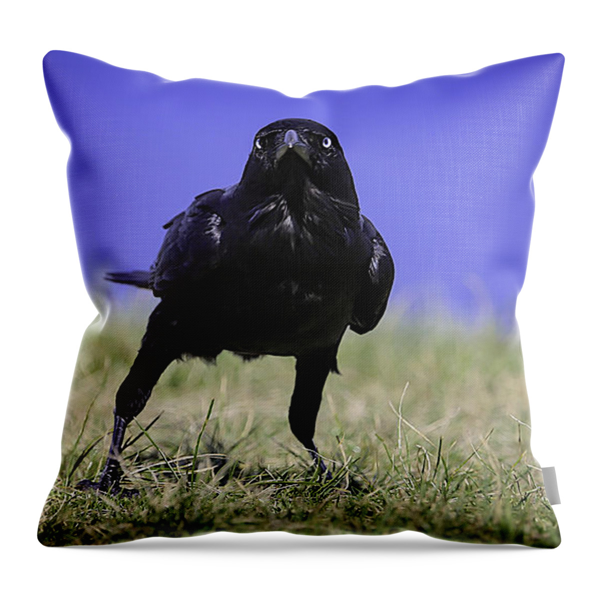 Wildlife Throw Pillow featuring the photograph Menacing Crow by Chris Cousins