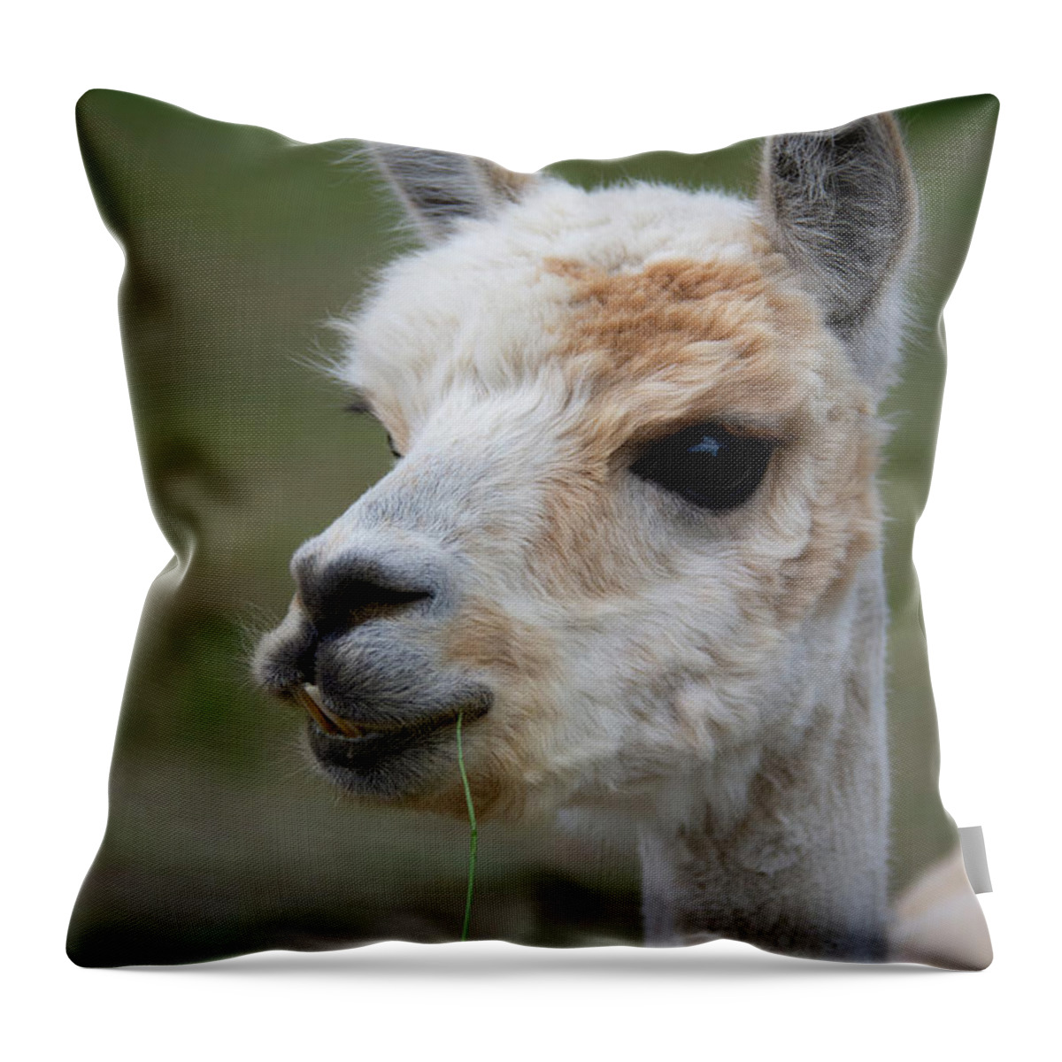 Maine Throw Pillow featuring the photograph Meet Al Paca by Guy Whiteley