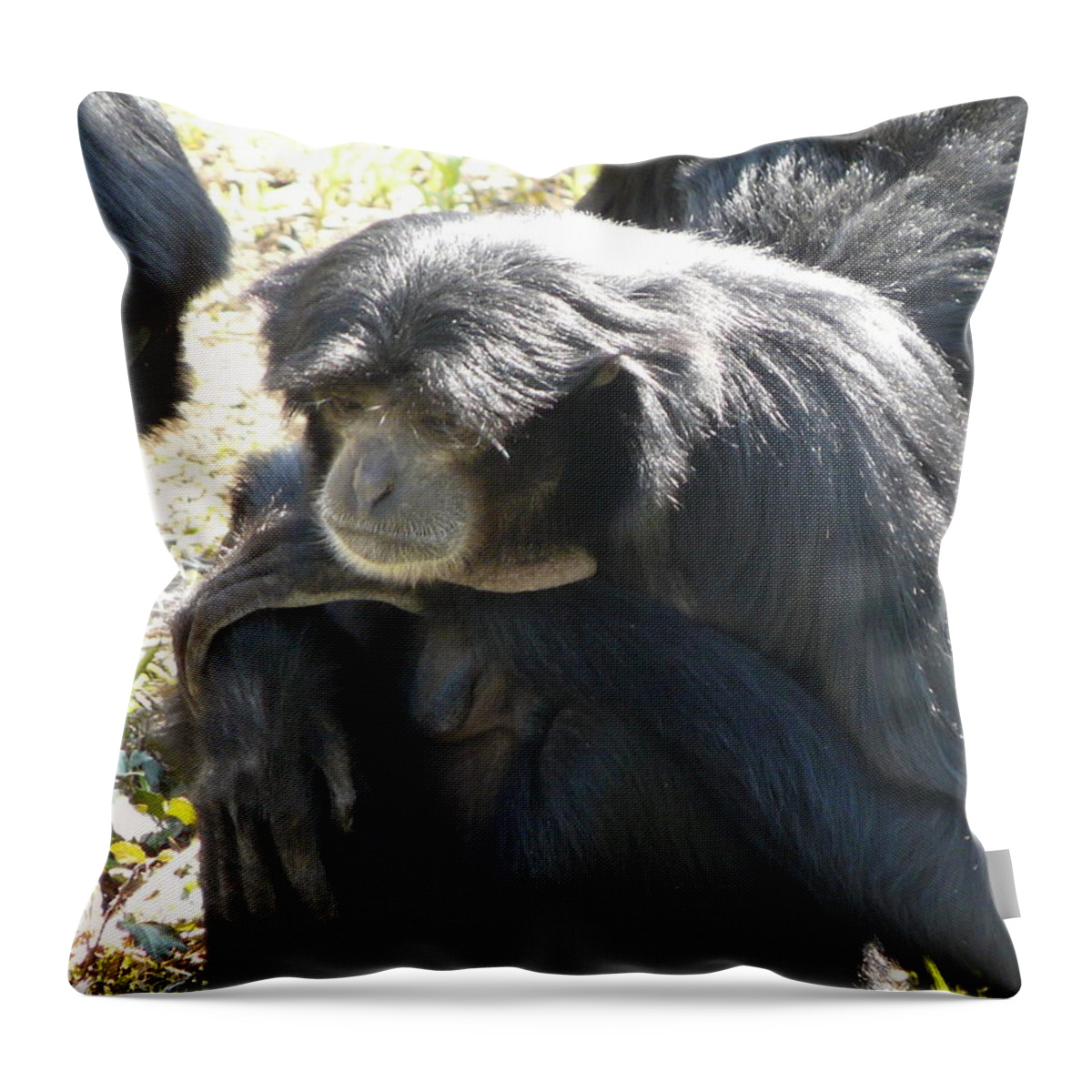 Animal Throw Pillow featuring the photograph Melancholy by Valerie Ornstein