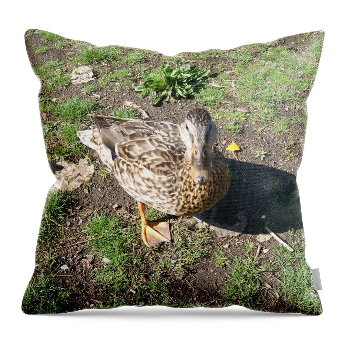 Duck Throw Pillow featuring the photograph Melanie Tweed Visit at Boundary Bay by Donna L Munro