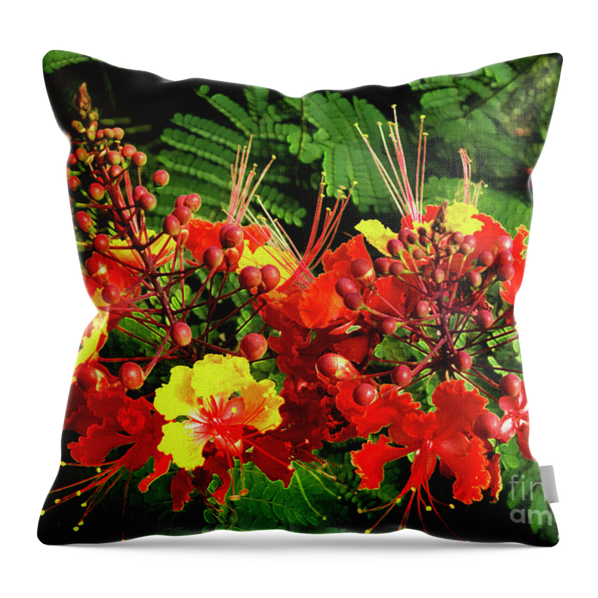 Mona Stut Throw Pillow featuring the photograph Mexican Bird Of Paradise by Mona Stut