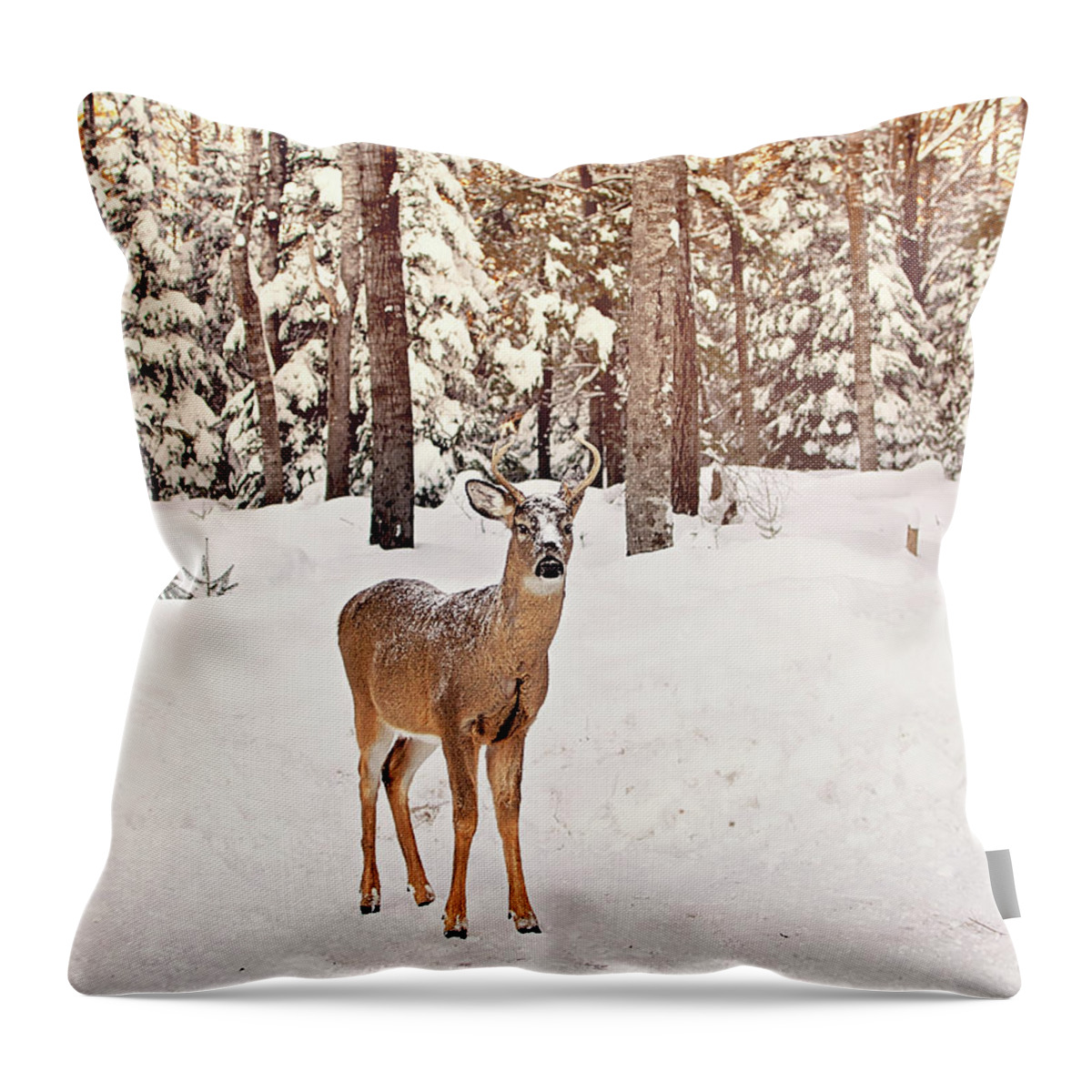 Michigan Whitetail Deer Throw Pillow featuring the photograph Michigan Whitetail Print by Gwen Gibson