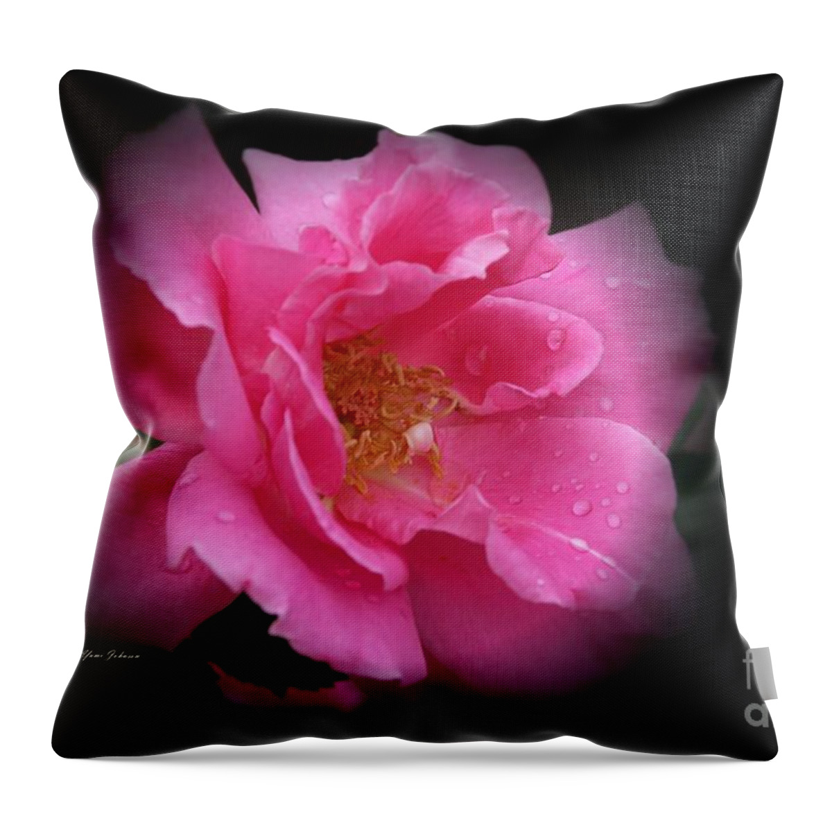 Rose Throw Pillow featuring the photograph Midnight Rose by Yumi Johnson