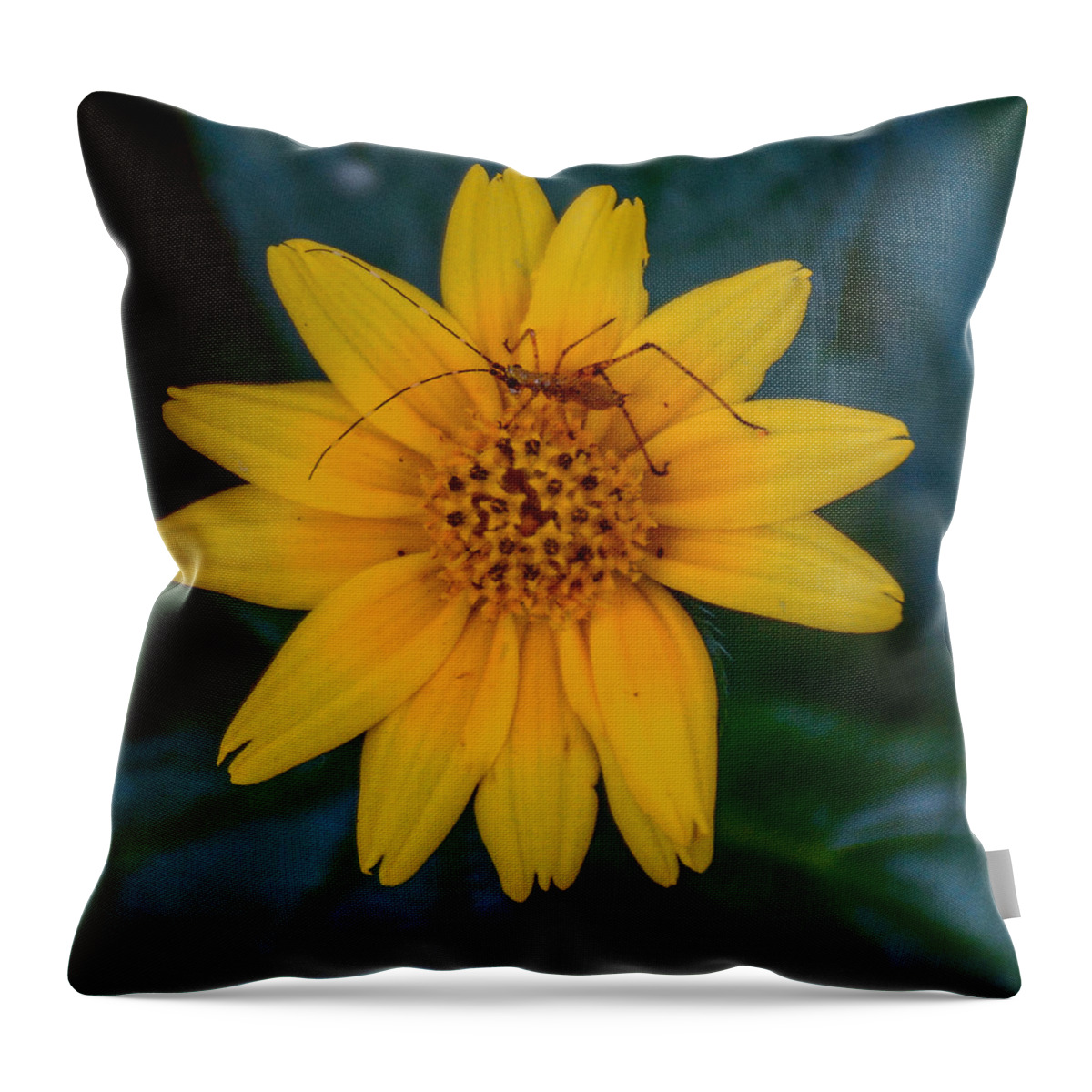 Bug Throw Pillow featuring the photograph Milkweed assassin by Barry Bohn
