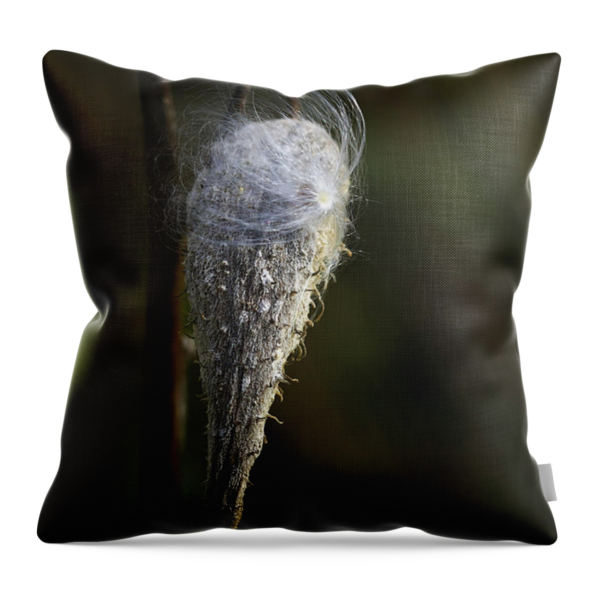 Milkweed Throw Pillow featuring the photograph Milkweed In Autumn by Deborah Benoit