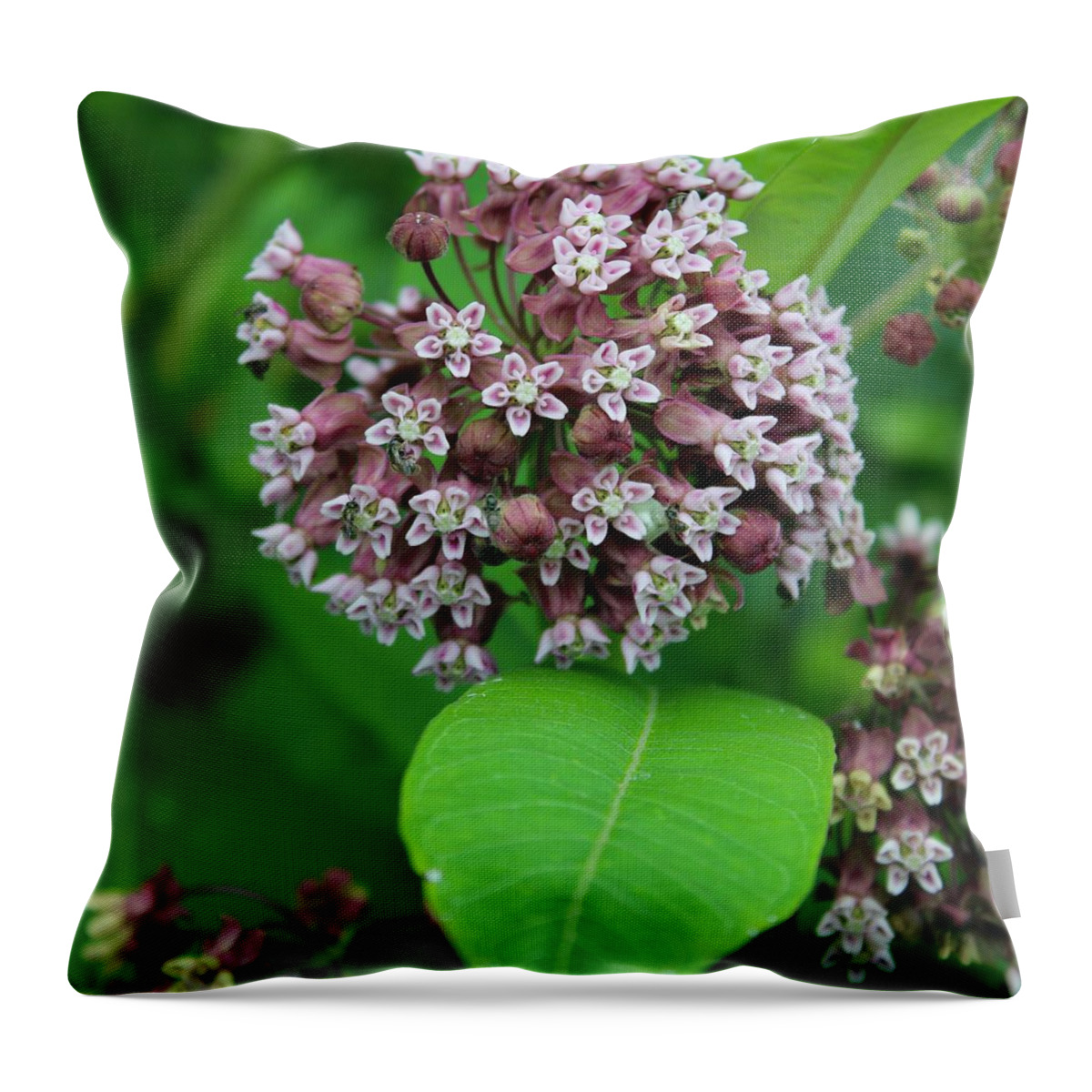 Photograph Throw Pillow featuring the photograph Milkweed in Bloom on the Blue Ridge by M E
