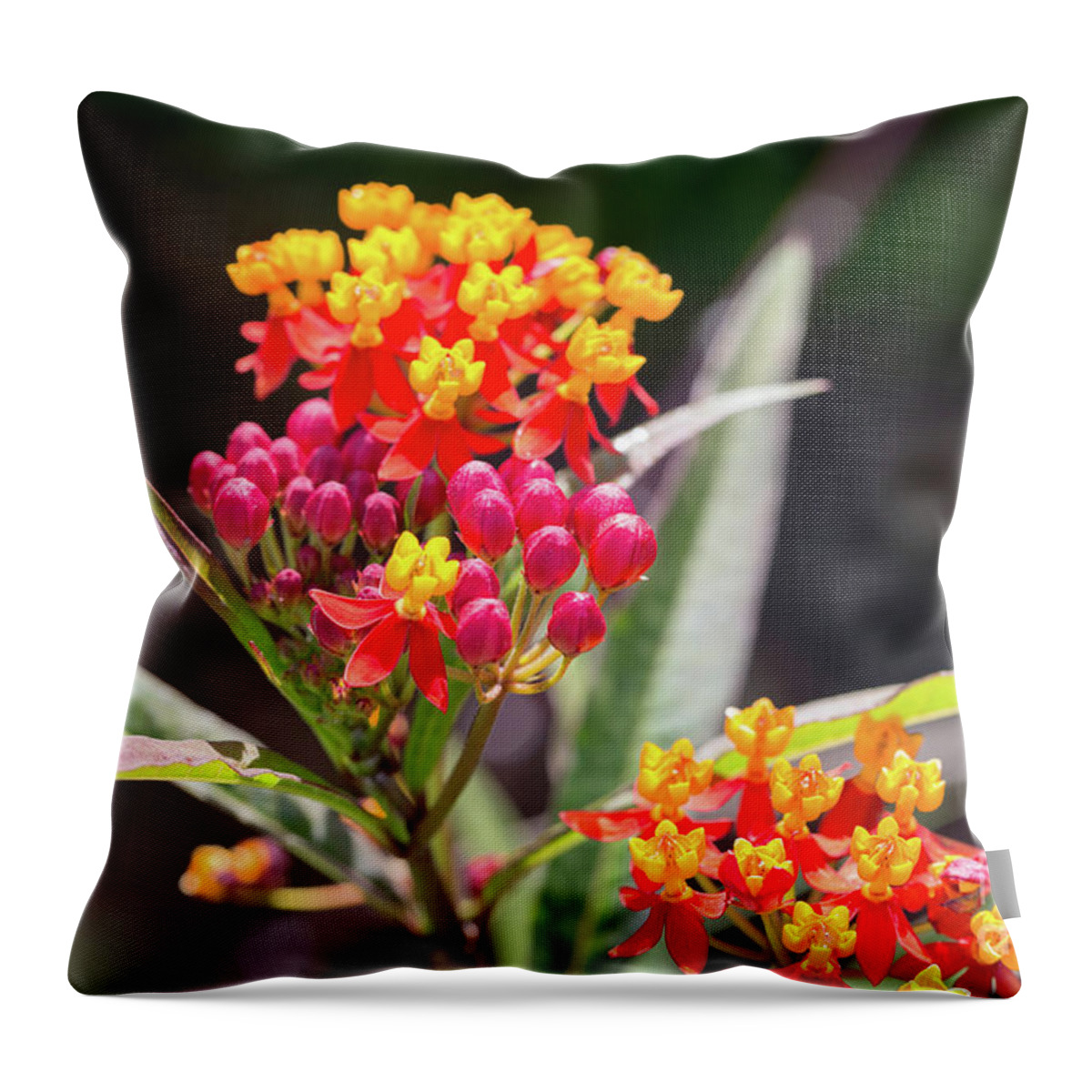 Asclepias Curassavica Silky Deep Red Throw Pillow featuring the photograph Milkweed Silky Deep Red by Louise Heusinkveld