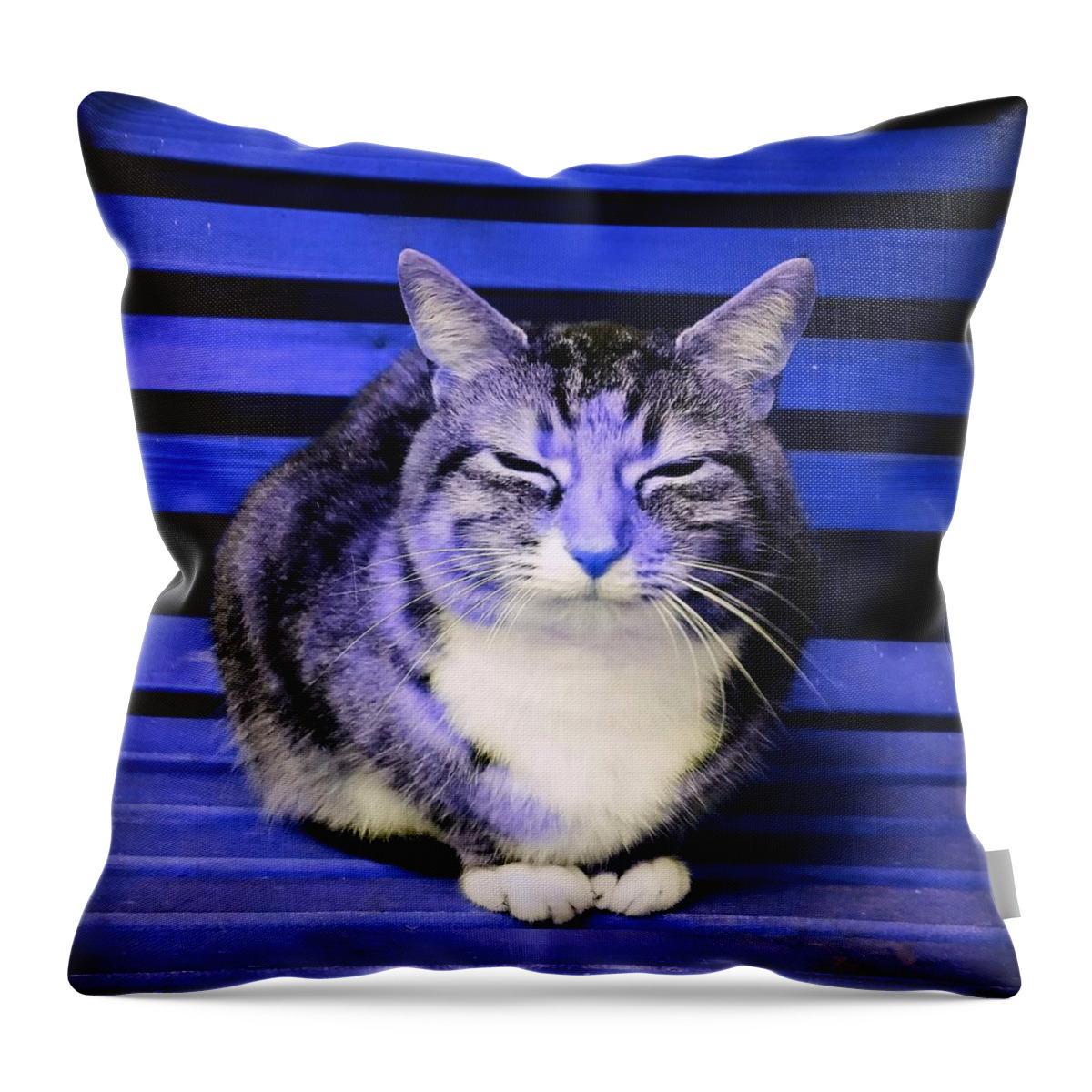 Cat Throw Pillow featuring the photograph Mindful Cat in Electric Blue by Rowena Tutty