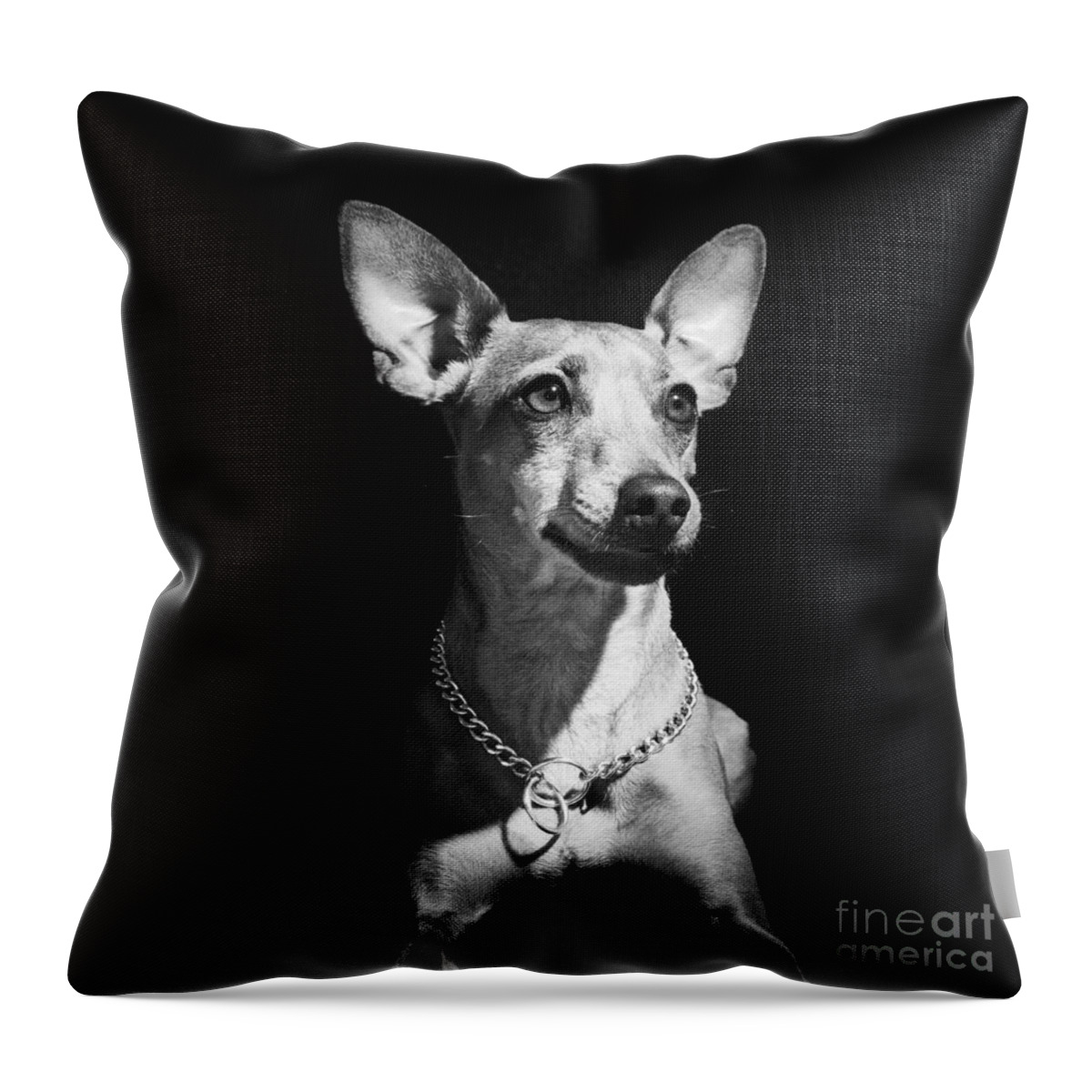 Dog Throw Pillow featuring the photograph Miniature Pinscher dog by Gunnar Orn Arnason