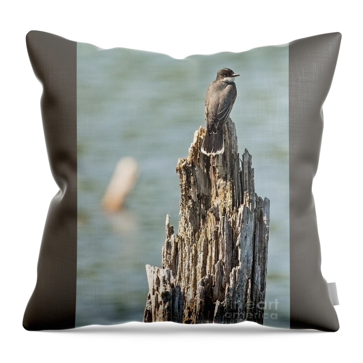 King Bird Throw Pillow featuring the photograph Minnesota King Bird by Natural Focal Point Photography