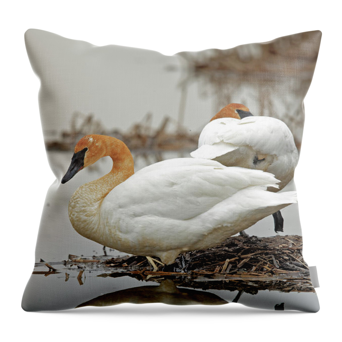 Swan Throw Pillow featuring the photograph Mirror Image of Swan Beauties by Natural Focal Point Photography