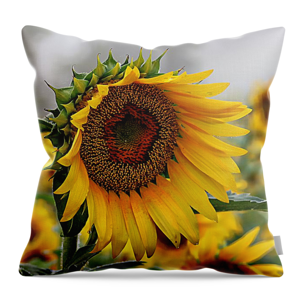 Sunflower Throw Pillow featuring the photograph Misty Morning Sunflower by Karen McKenzie McAdoo