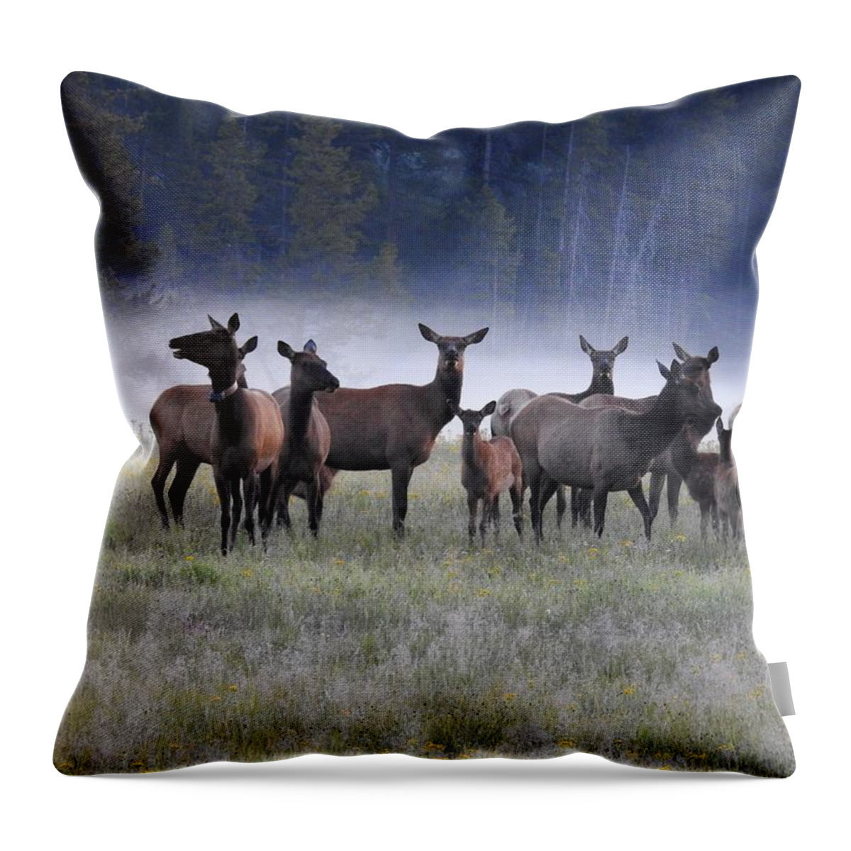 Elk Throw Pillow featuring the photograph Misty Valley by Nicole Belvill