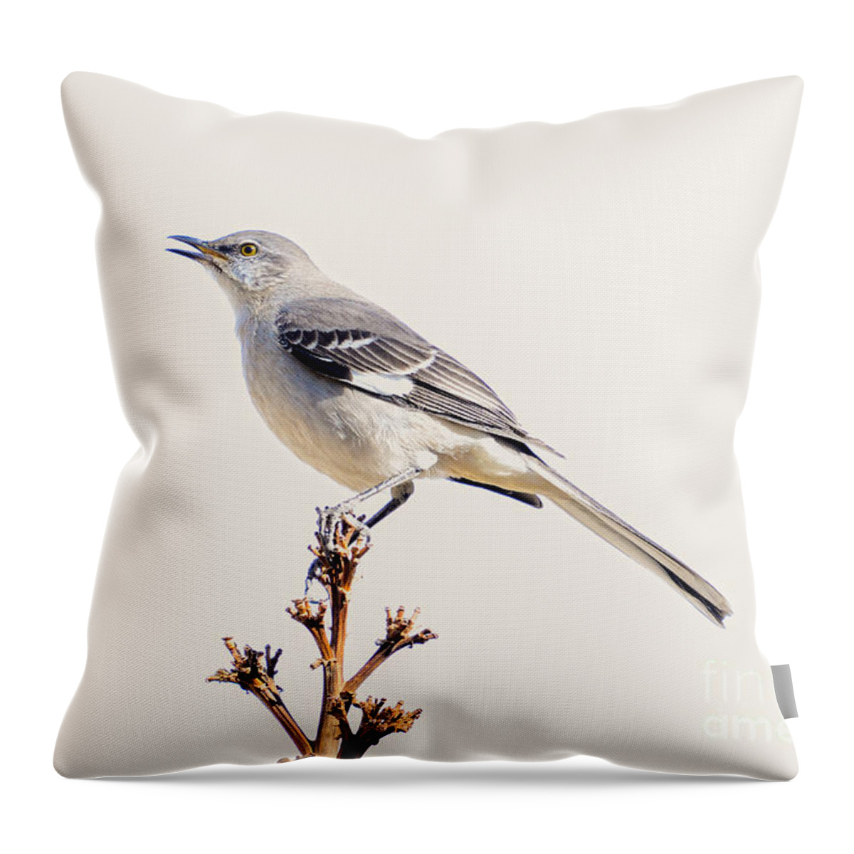 Bird Throw Pillow featuring the photograph Mockingbird by Lisa Manifold