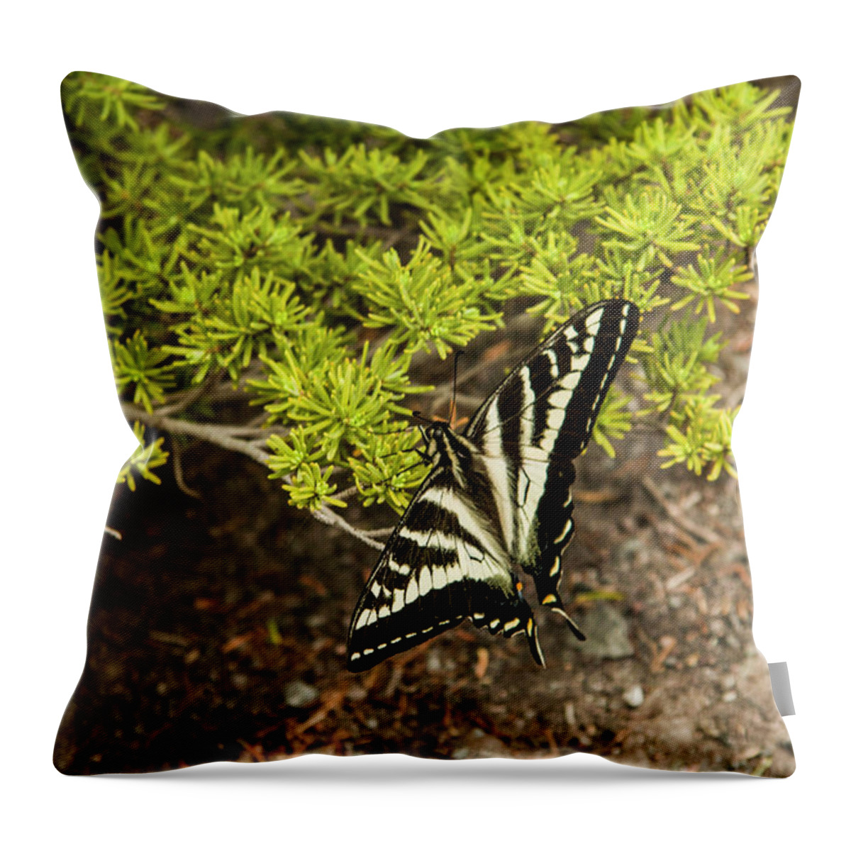 Butterfly Throw Pillow featuring the photograph Momentary Rest Stop by Doug Scrima