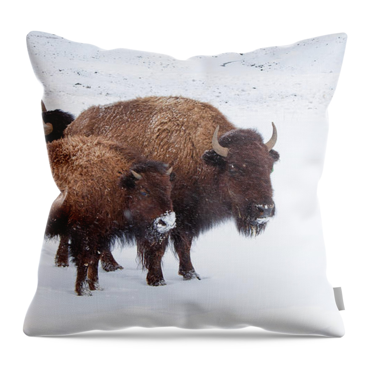 Mountains Throw Pillow featuring the photograph Momma and the Baby by Sean Allen