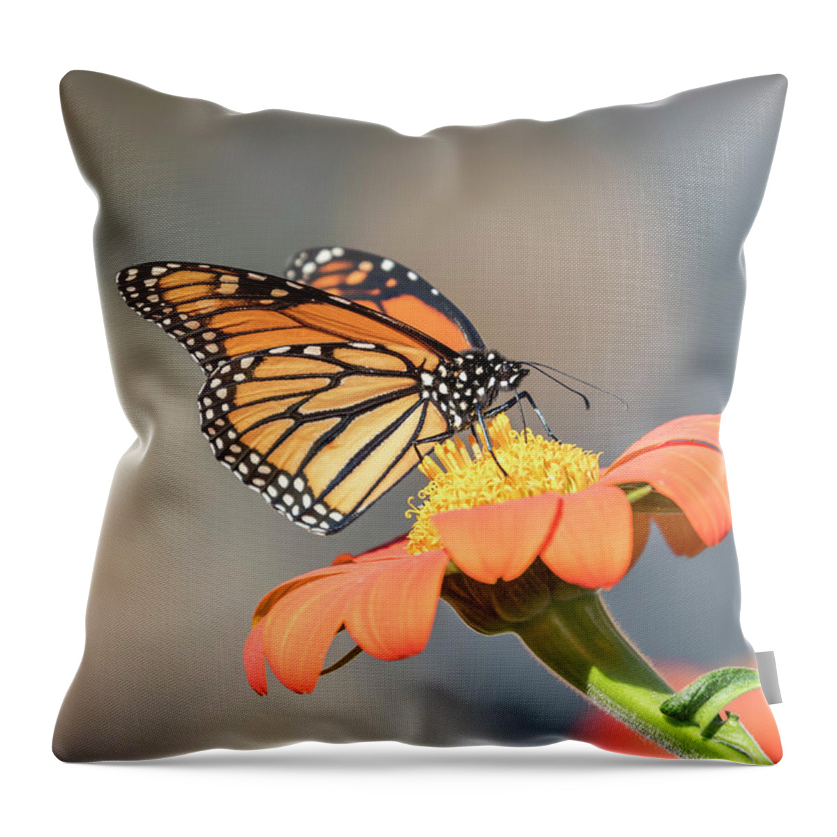 Monarch Butterfly Throw Pillow featuring the photograph Monarch 2017-10 by Thomas Young