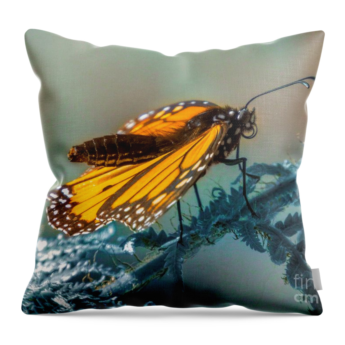 Mariola Throw Pillow featuring the photograph Monarch Blues by Kasia Bitner
